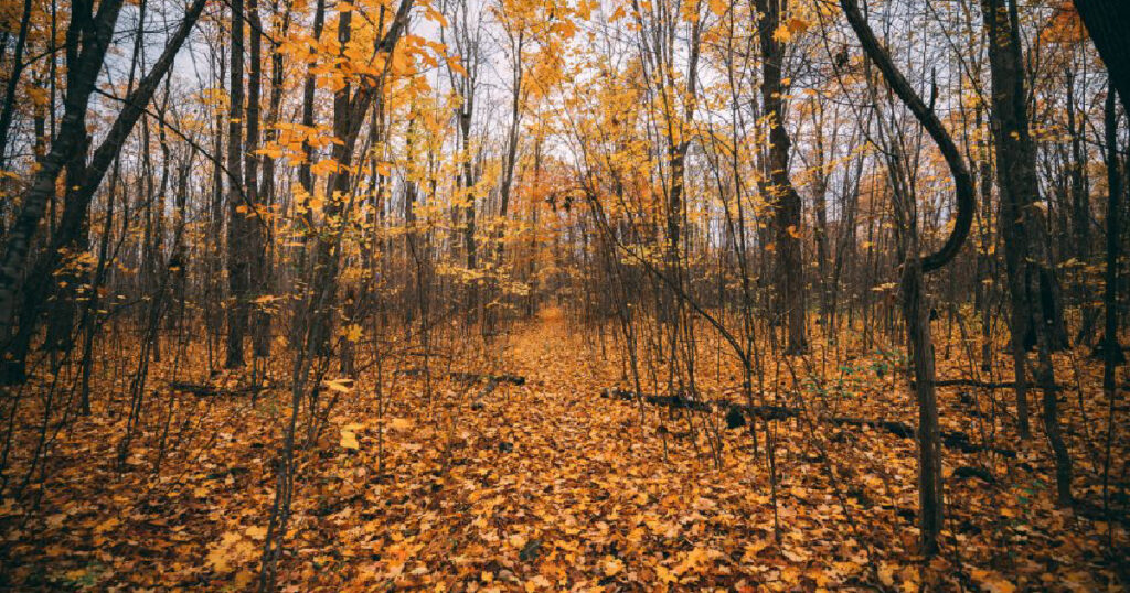 golden autumn leaves 1200x630 1